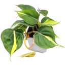 Philodendron hederaceum Brasil