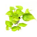 Epipremnum aureum Neon