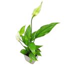 Spathiphyllum wallisii