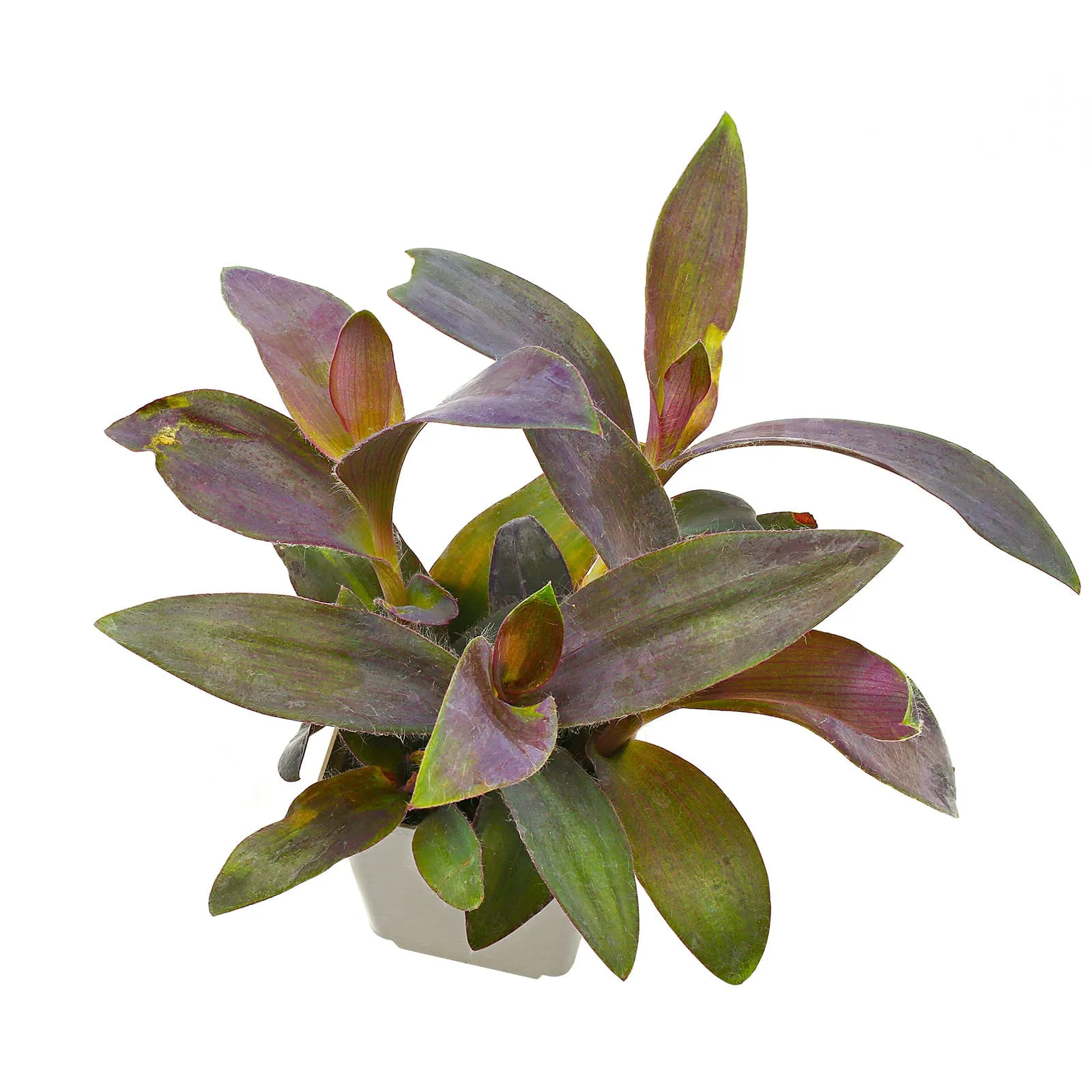 peperomia raindrop variegata Peperomia Raindrop Variegata 4"