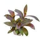 Tradescantia pallida