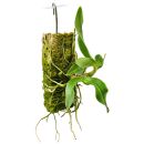 Dendrobium Hibiki