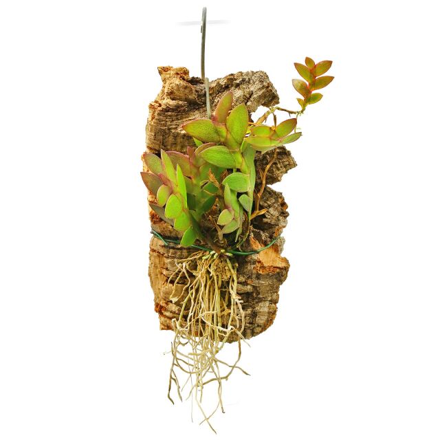 Dendrobium rosellum