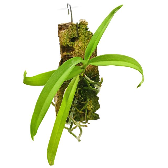 Gastrochilus rutilans