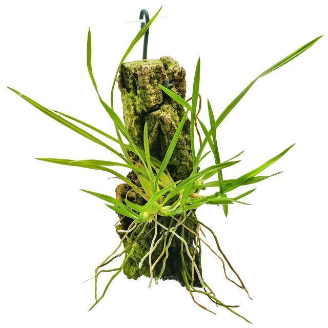 Gomesa radicans