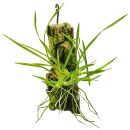 Gomesa radicans