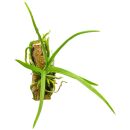 Holcoglossum subulifolium × Vanda coerulescens