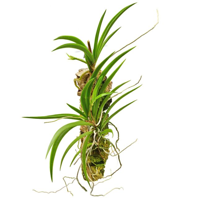 Tolumnia scandens