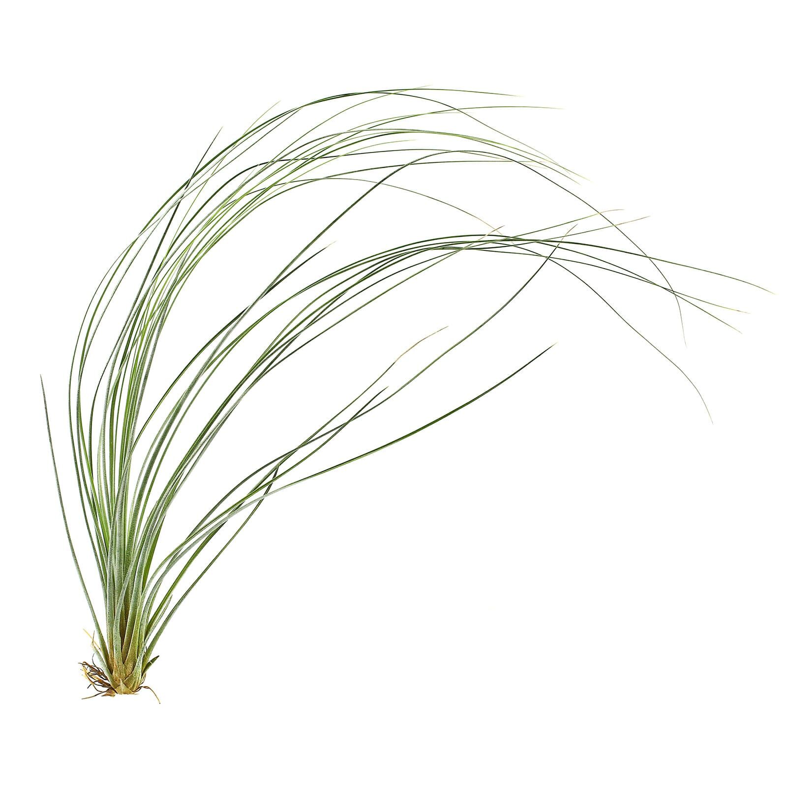 Tillandsia bartramii