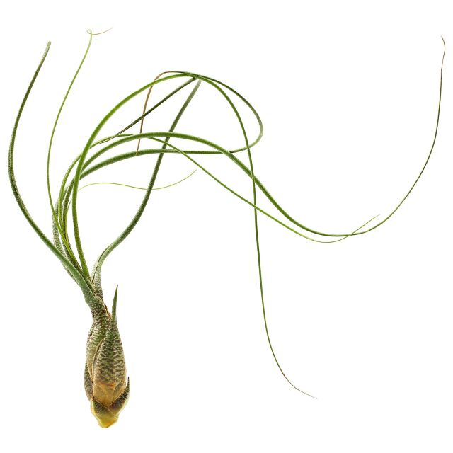 Tillandsia butzii