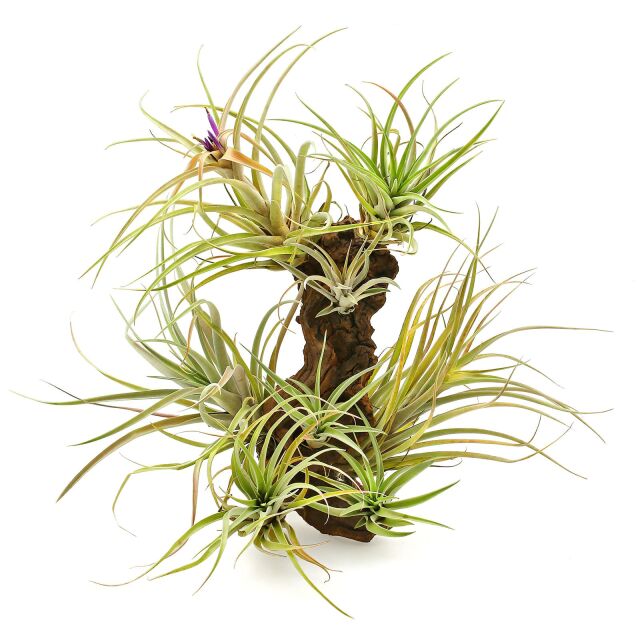 Tillandsia capitata &quot;Peach&quot;