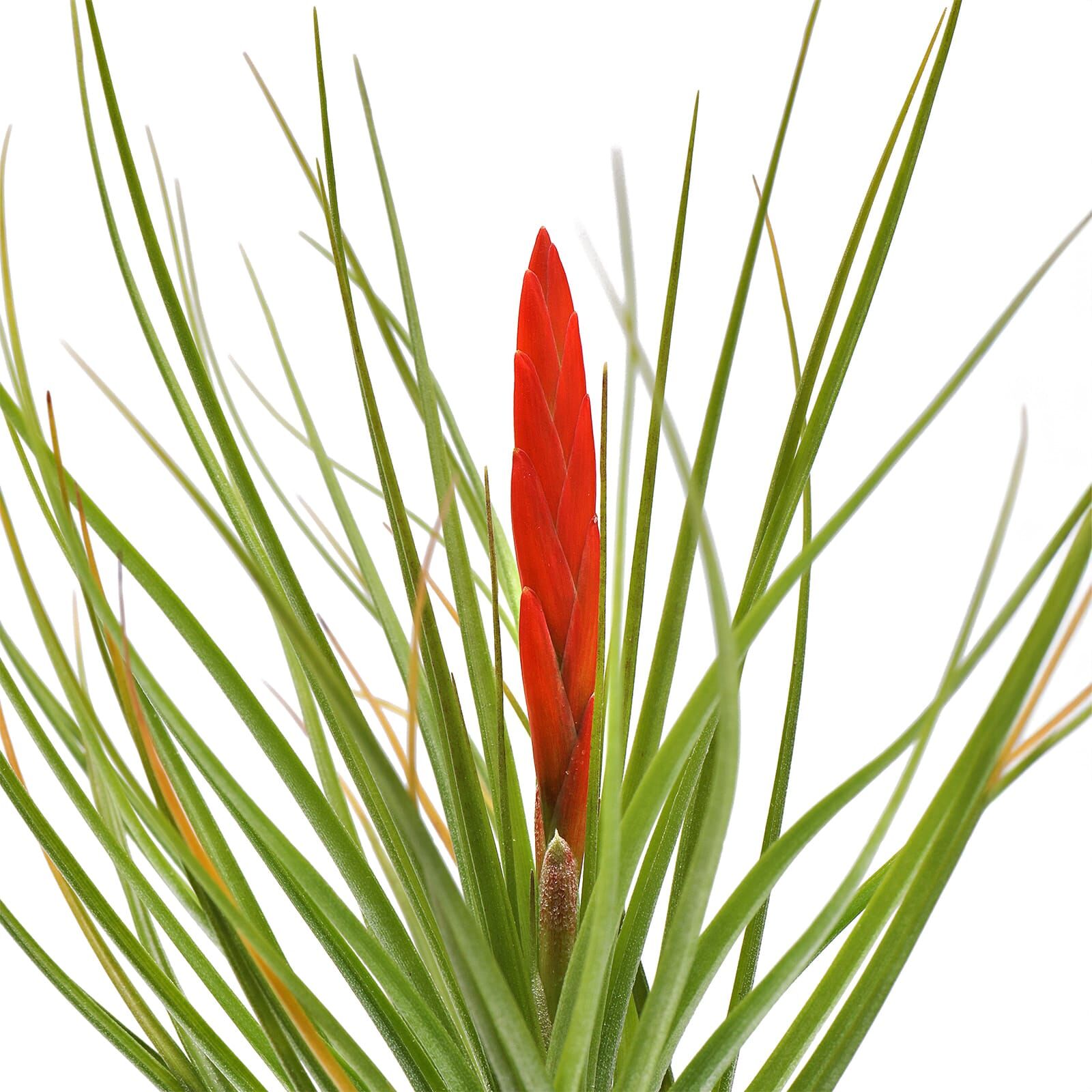 Tillandsia caulescens Einzelpflanze M Aquasabi Aquarium Shop