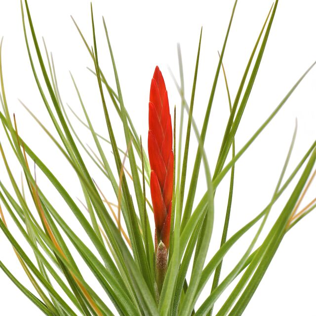 Tillandsia caulescens