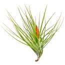 Tillandsia caulescens