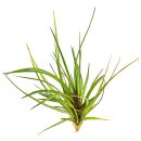 Wallisia cyanea (Tillandsia cyanea) Albo-Marginata