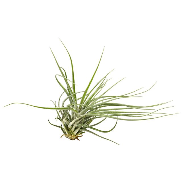 Tillandsia 'Double Ruth'
