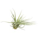 Tillandsia Double Ruth
