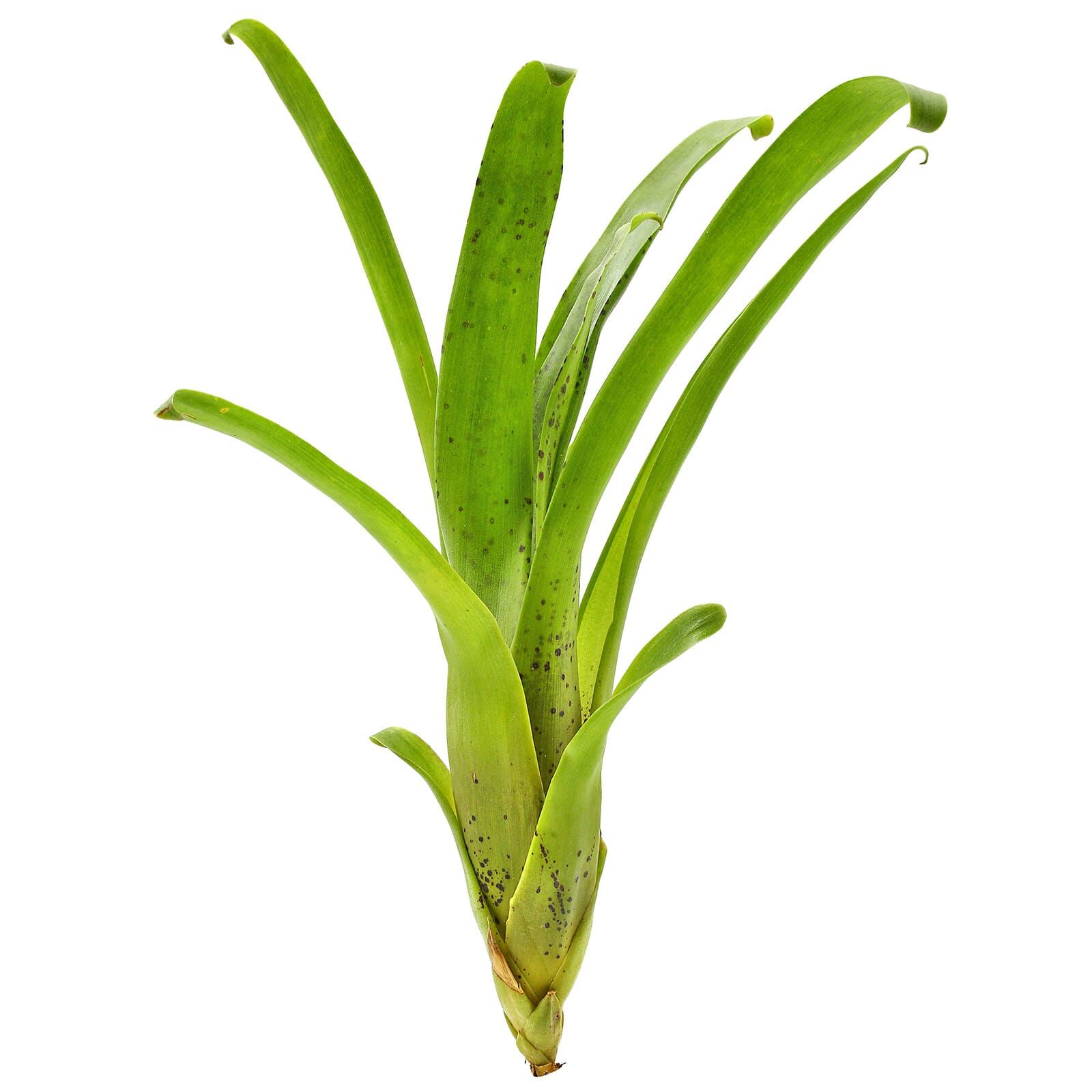 Racinaea dyeriana (Tillandsia dyeriana)