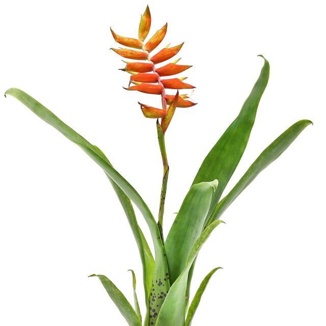 Racinaea dyeriana (Tillandsia dyeriana)