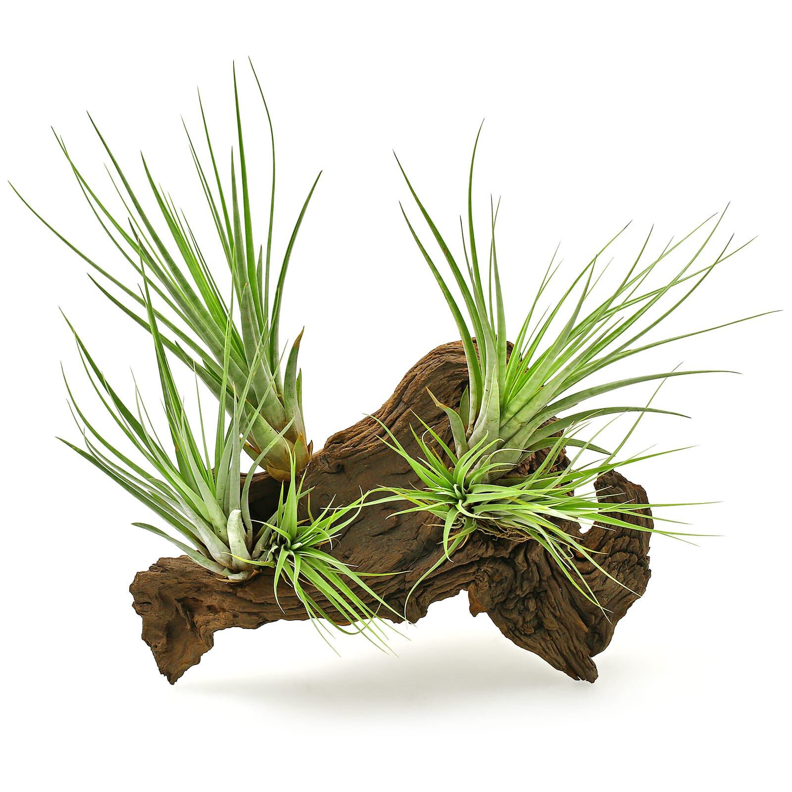 Tillandsia fasciculata