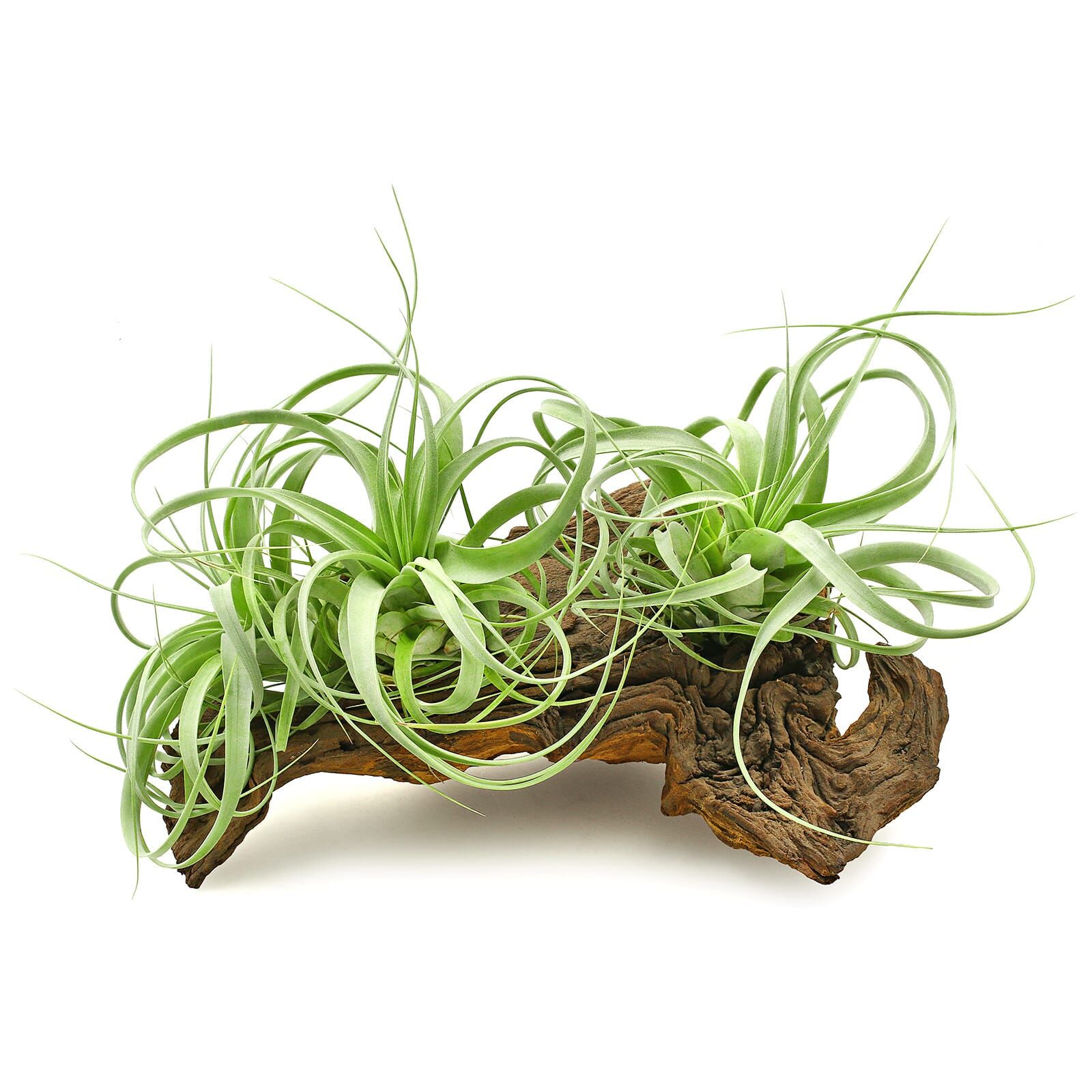 Tillandsia 'Firestorm'