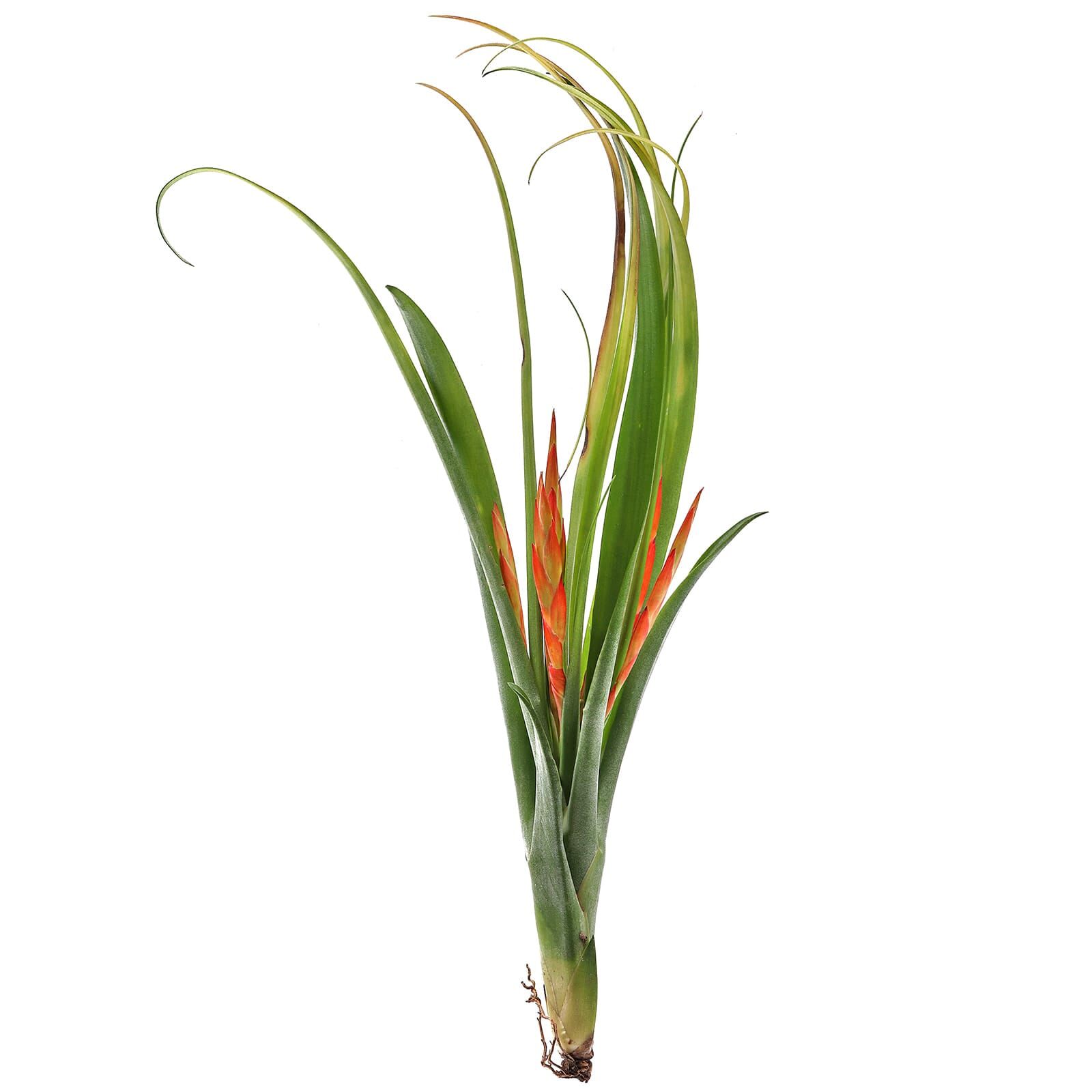 Tillandsia flabellata