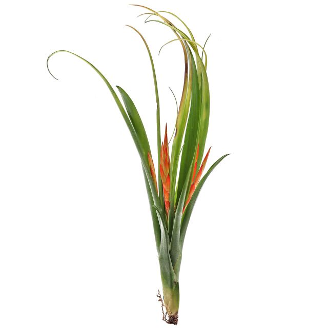 Tillandsia flabellata