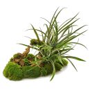 Tillandsia flabellata Dark Leaf Spirit