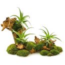 Tillandsia flexuosa Vivipara