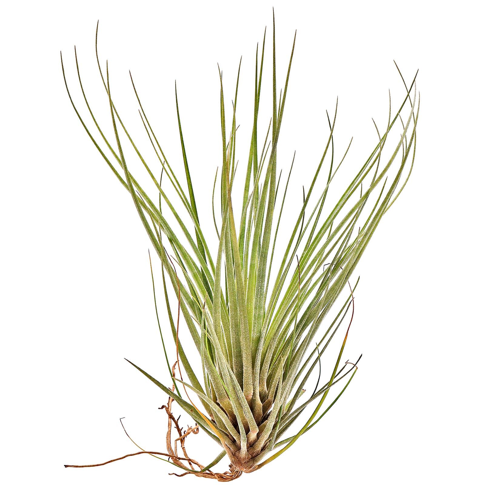 Tillandsia floribunda