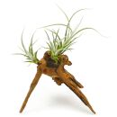 Tillandsia fresnilloensis