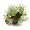 Tillandsia Houston