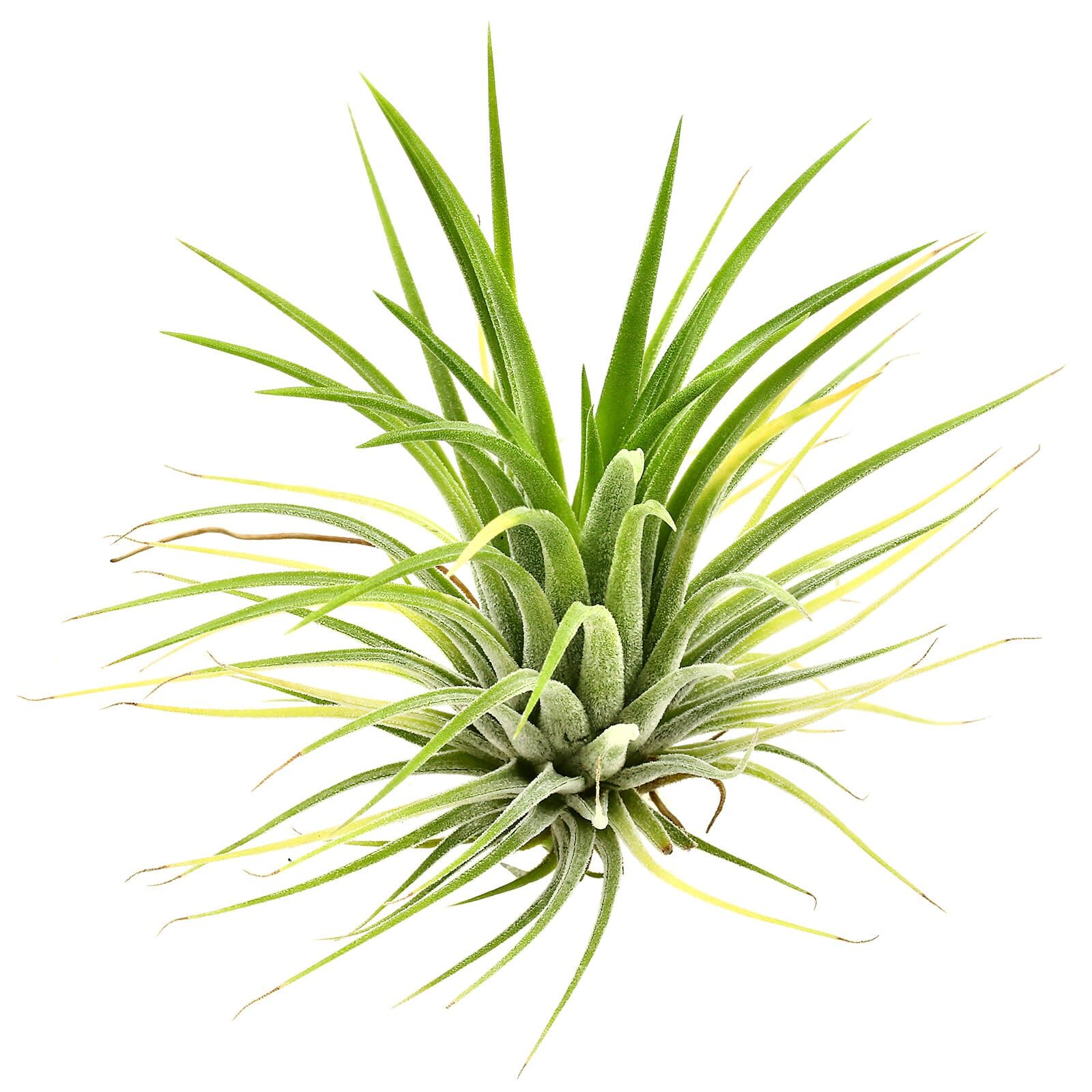 Tillandsia ionantha 'Druid'