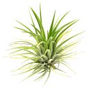 Tillandsia ionantha Druid