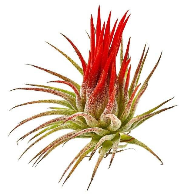 Tillandsia ionantha 'Fuego'