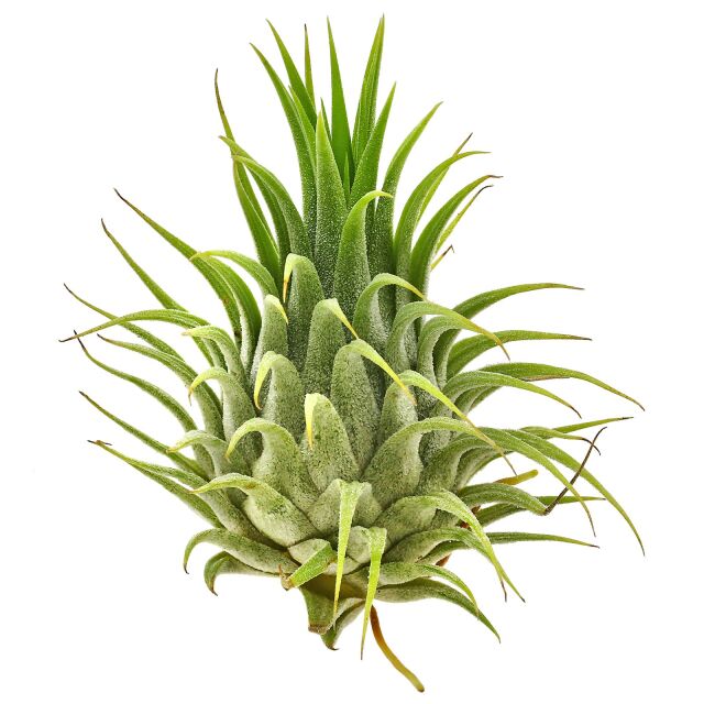 Tillandsia ionantha var. ionantha