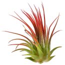 Tillandsia ionantha Rosea