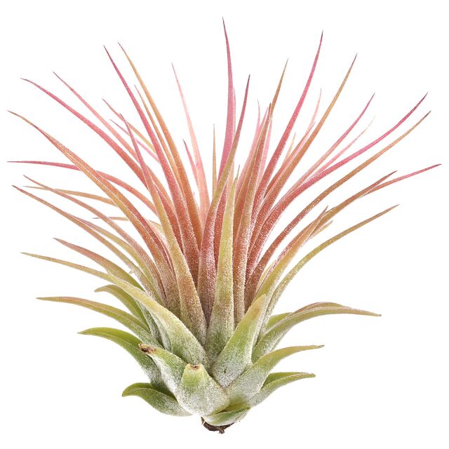 Tillandsia ionantha 'Rubra'