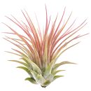 Tillandsia ionantha Rubra