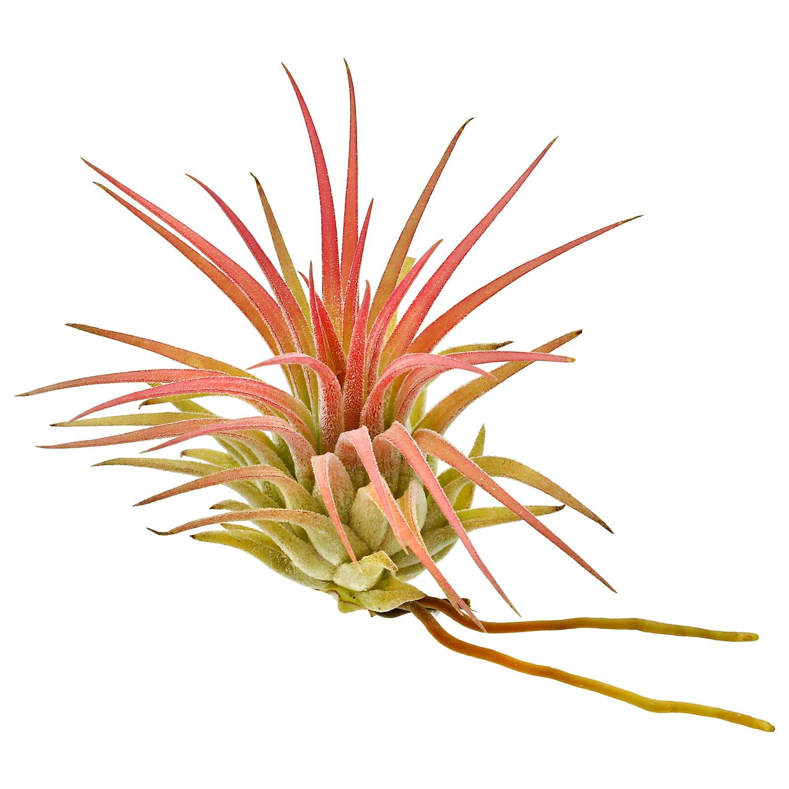 Tillandsia ionantha 'Rubra Peach'