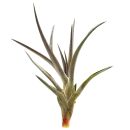 Tillandsia jonesii