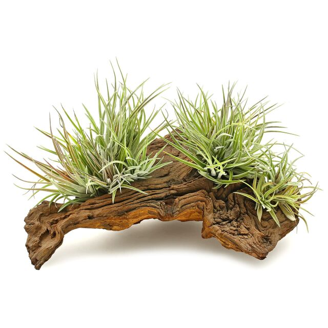 Tillandsia kammii