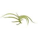 Tillandsia myosura