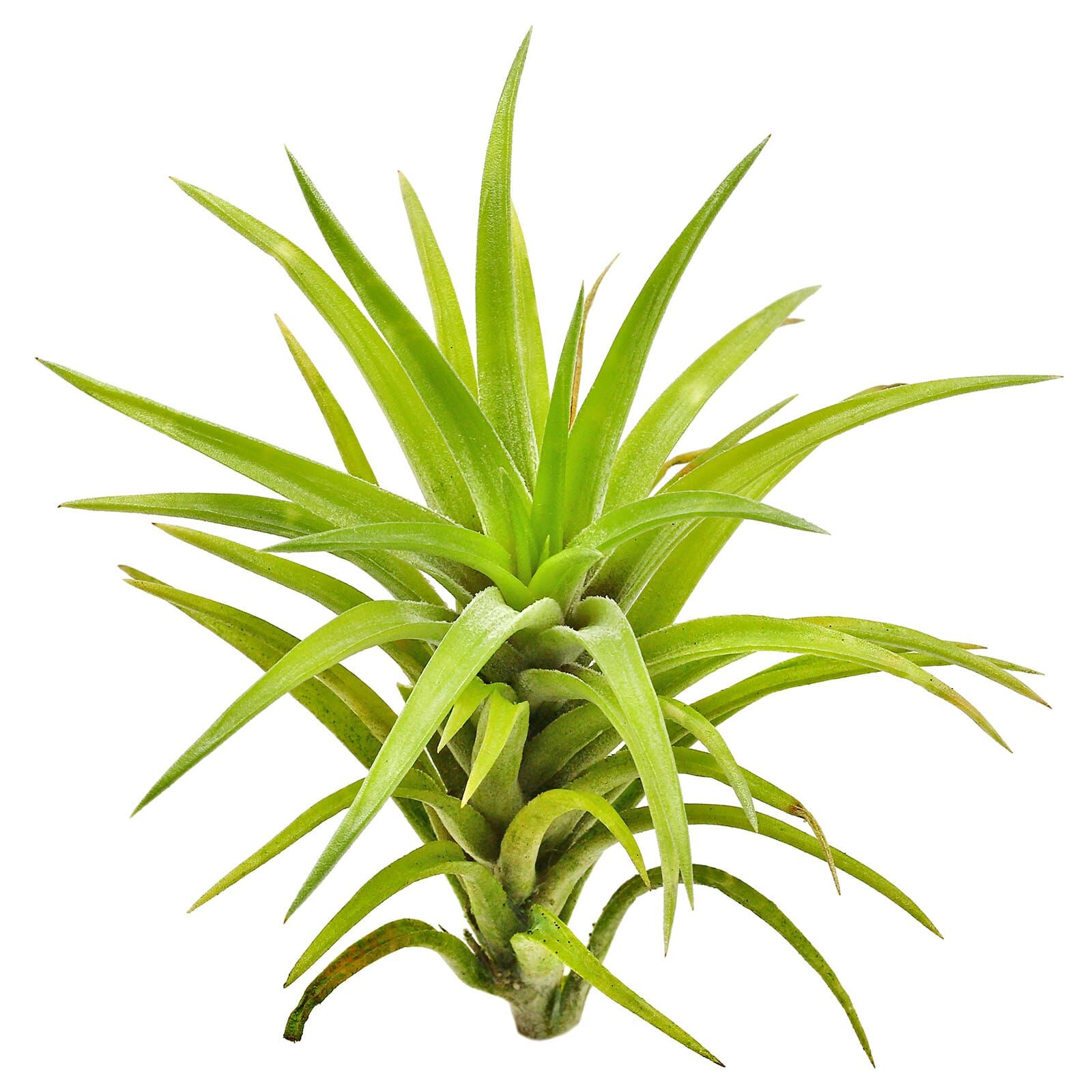 Tillandsia neglecta