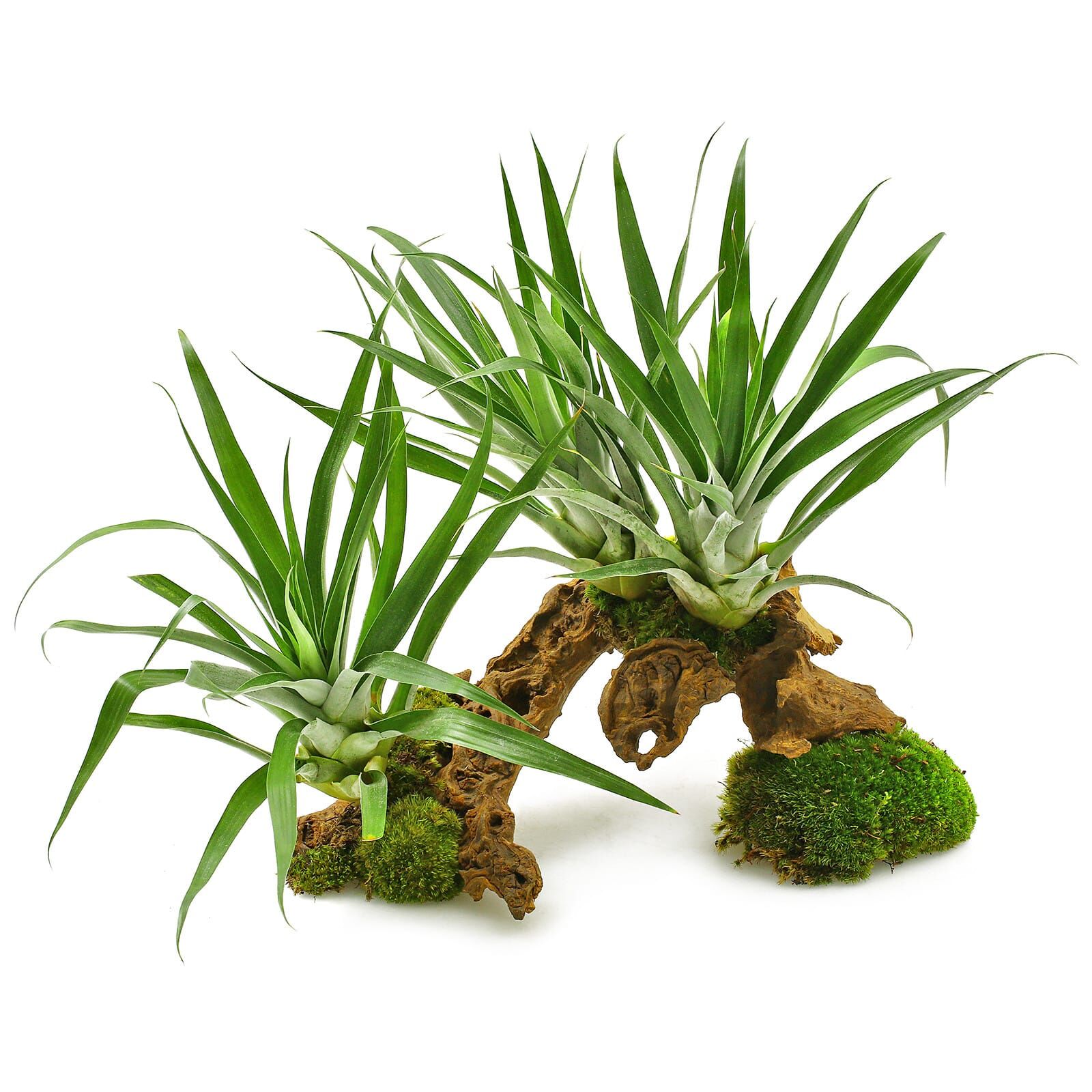 Tillandsia oerstediana