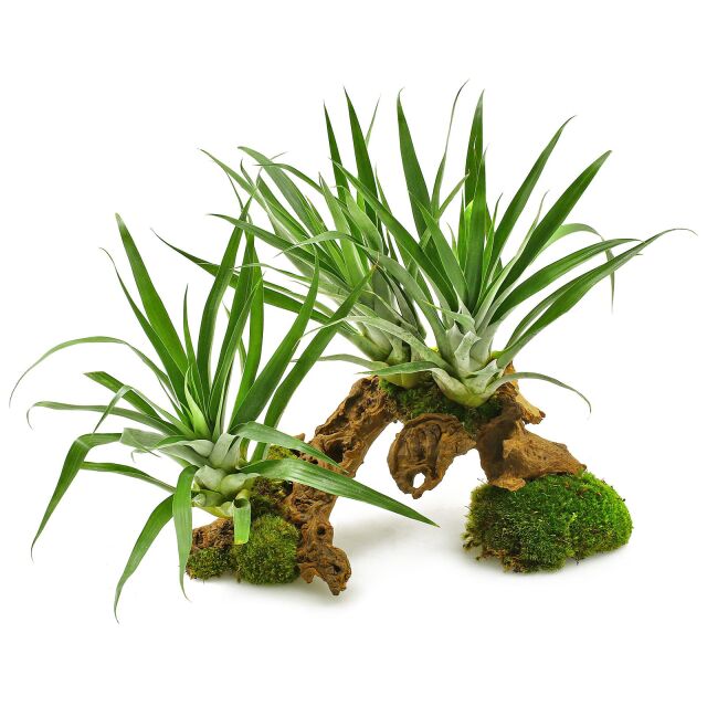 Tillandsia oerstediana