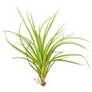 Tillandsia tenuifolia "pulchella"