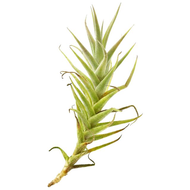 Tillandsia purpurea 'Shooting Star'