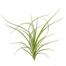 Tillandsia × rectifolia