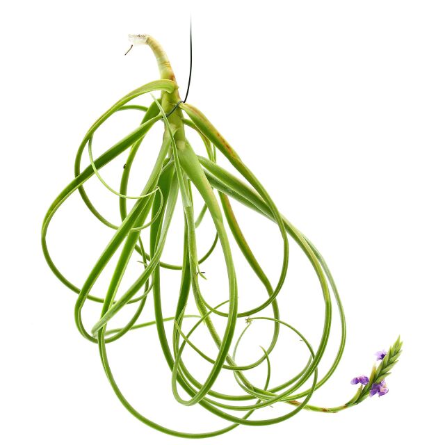 Tillandsia streptocarpa